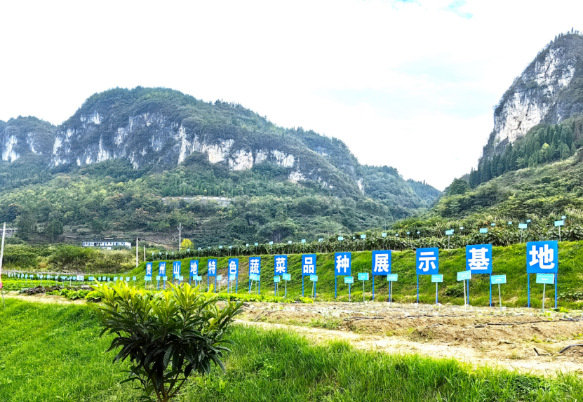 开云官网注册在贵州山地“蔬菜大观园” 破解蔬菜种源“卡脖子”的技术难题(图2)