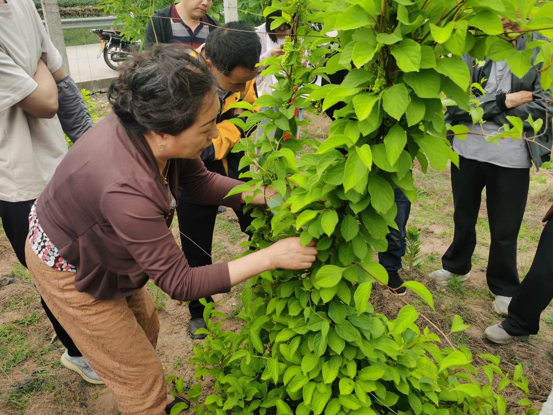 陕西省商洛丹凤县峦庄镇：开展农业种植技术培训推动产业提质增效(图2)