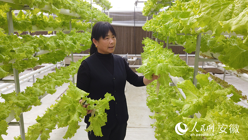 开云官网网址安徽怀远：节水节土地无土栽培为农业生产助力(图1)