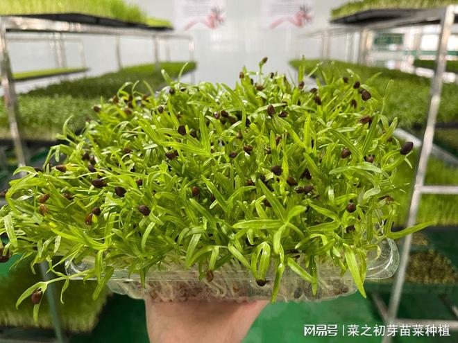 菜之初芽苗菜之冬季怎样无土栽培芽苗菜(图2)