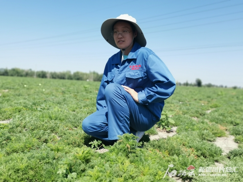 规范化种植 市场化运营 新疆持续夯实中药材产业基础(图5)