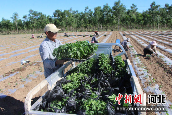 甘肃电信：“慧种植”平台为农业插上数字化翅膀