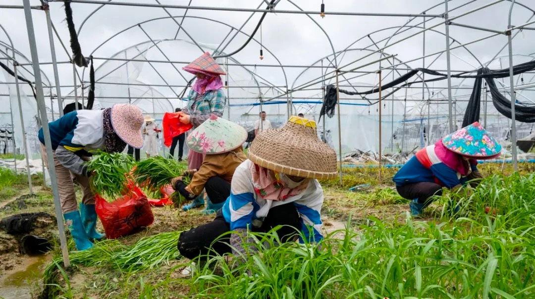 海口秀英区灾后抢种补种首批蔬菜上市(图1)