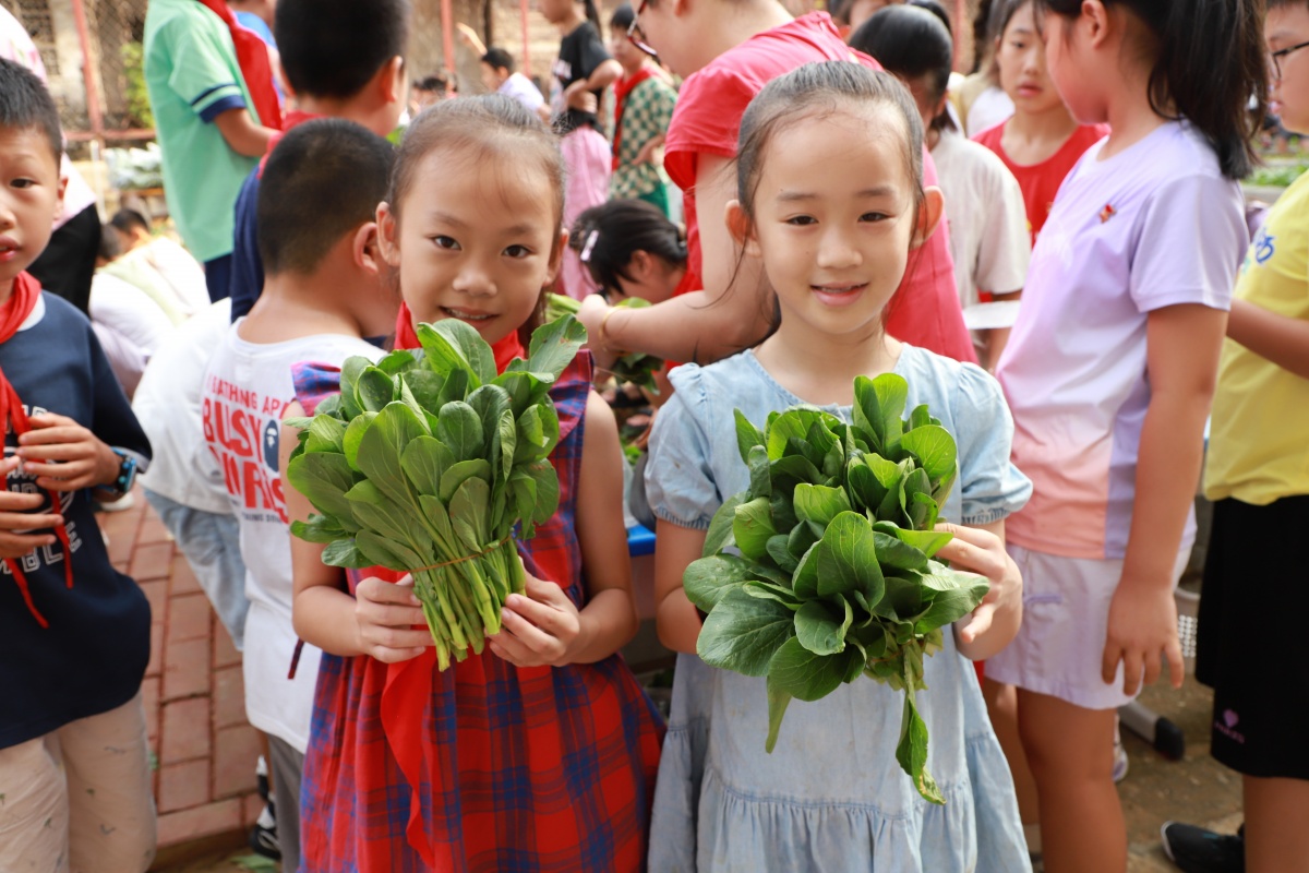 柳州这所学校蔬菜丰收很快就被“抢购”一空(图2)