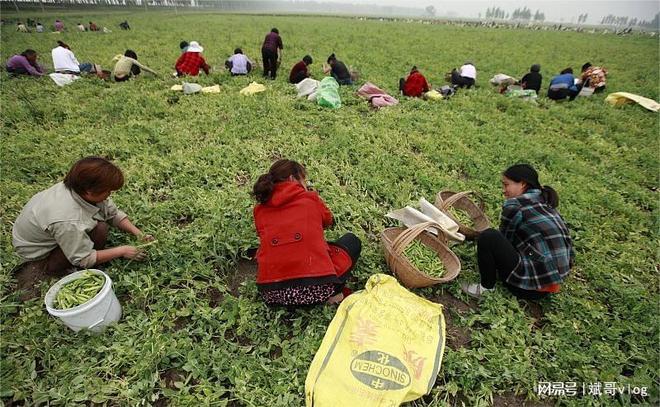 夏季最适合种植哪些农作物？大豆玉米葫芦等农民们必看(图1)