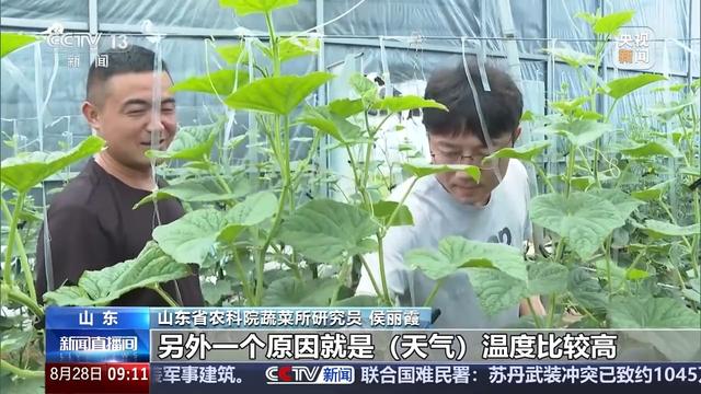 开云官网网址蔬菜价格开始回落啦绿叶菜降价最快(图3)