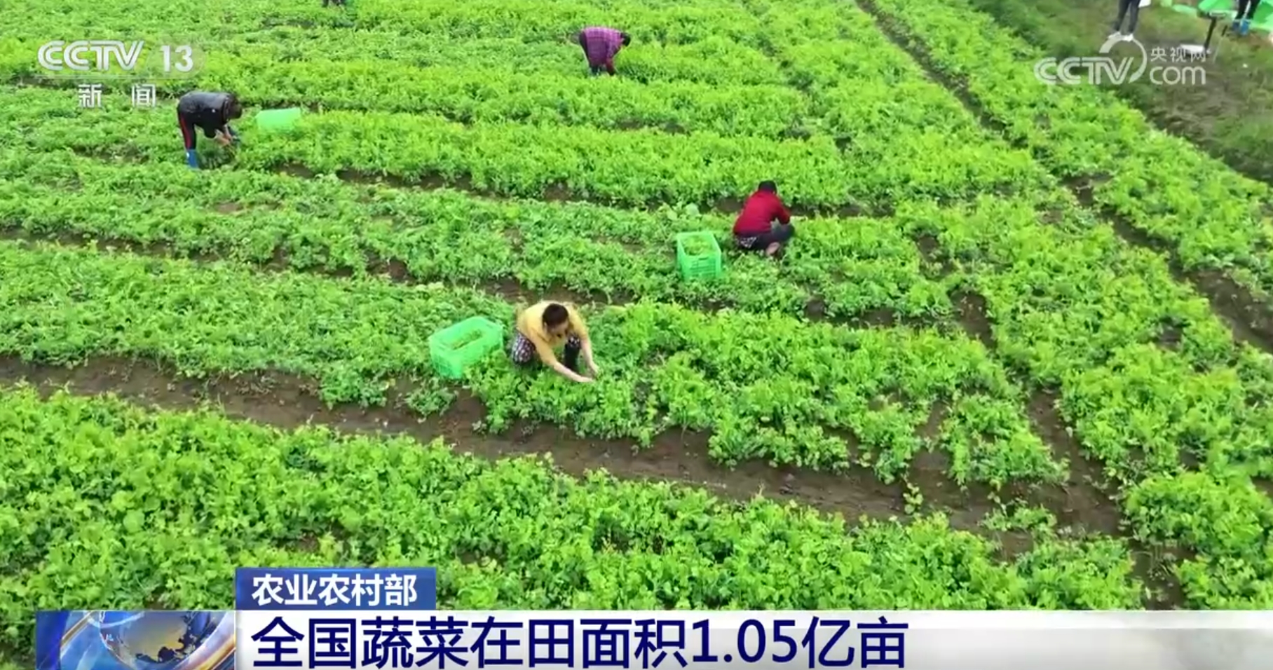 开云官网登录全国蔬菜在田面积105亿亩 秋冬保供有基础 预计价格仍将逐步回落(图1)