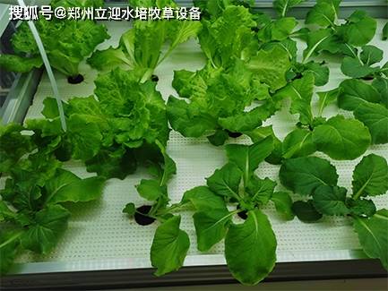 水培种植技术很难掌握？带你了解真正的水培种植(图1)