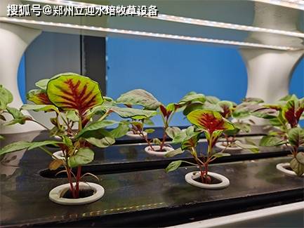 水培种植技术很难掌握？带你了解真正的水培种植(图3)