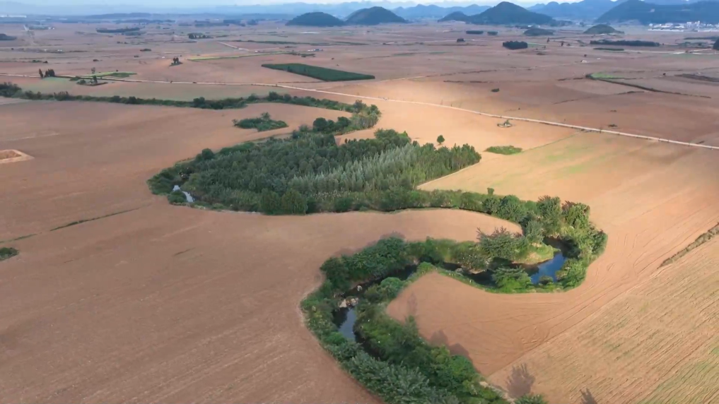 云南罗平实现5000亩油菜种植“飞播”作业新华网(图1)