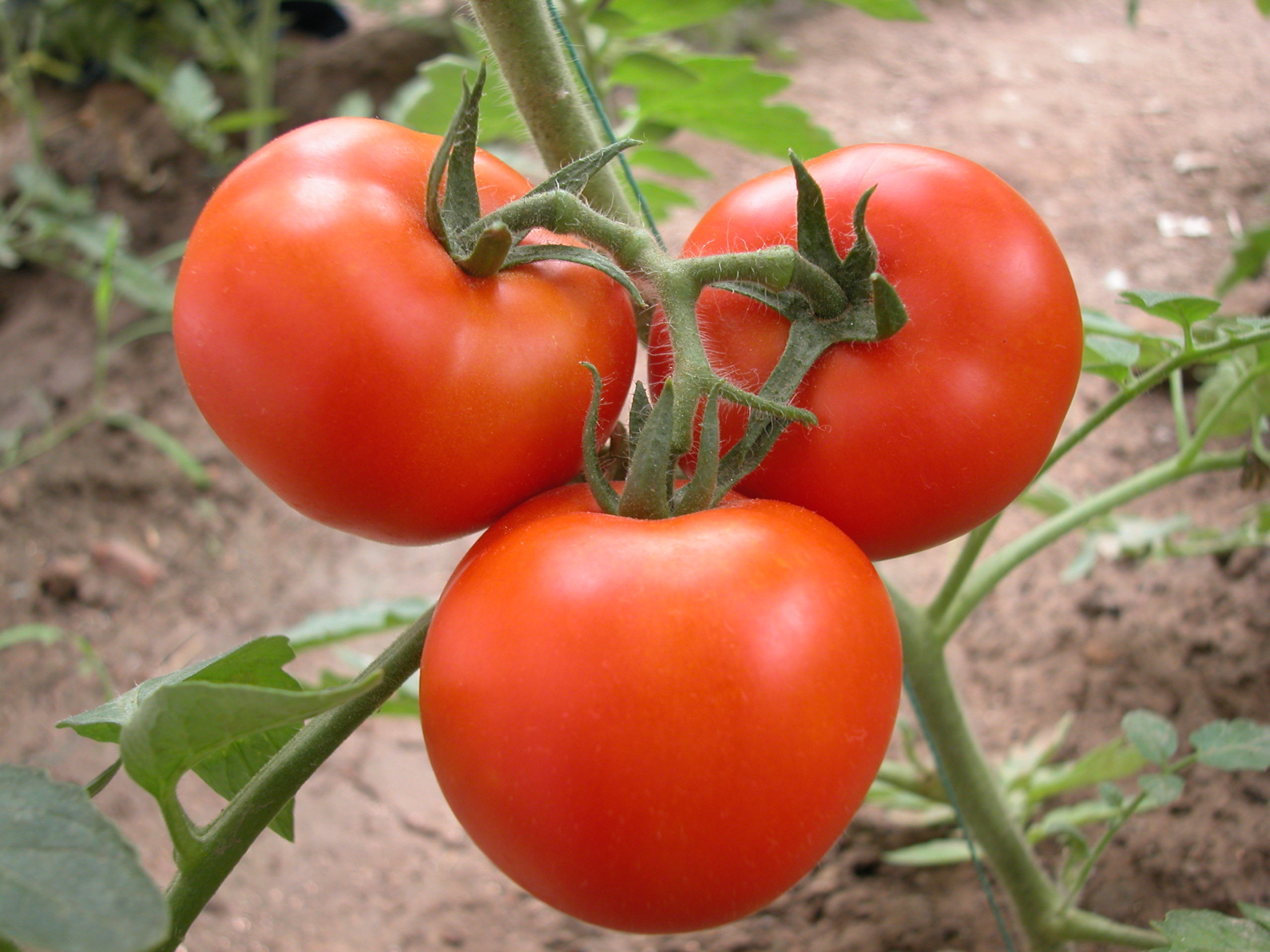 秋冬蔬菜大量上市“菜篮子”价格趋稳回落