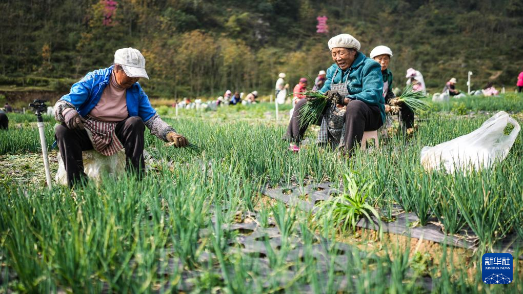 贵州赫章：香葱种植助力农户增收(图1)