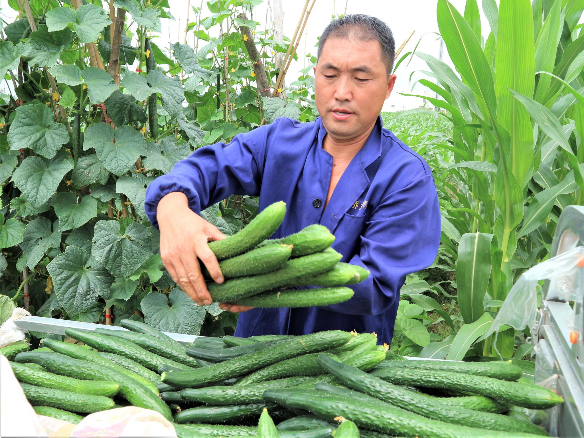 秋冬蔬菜生产供应基础较好老百姓的“菜篮子”“果盘子”更丰富