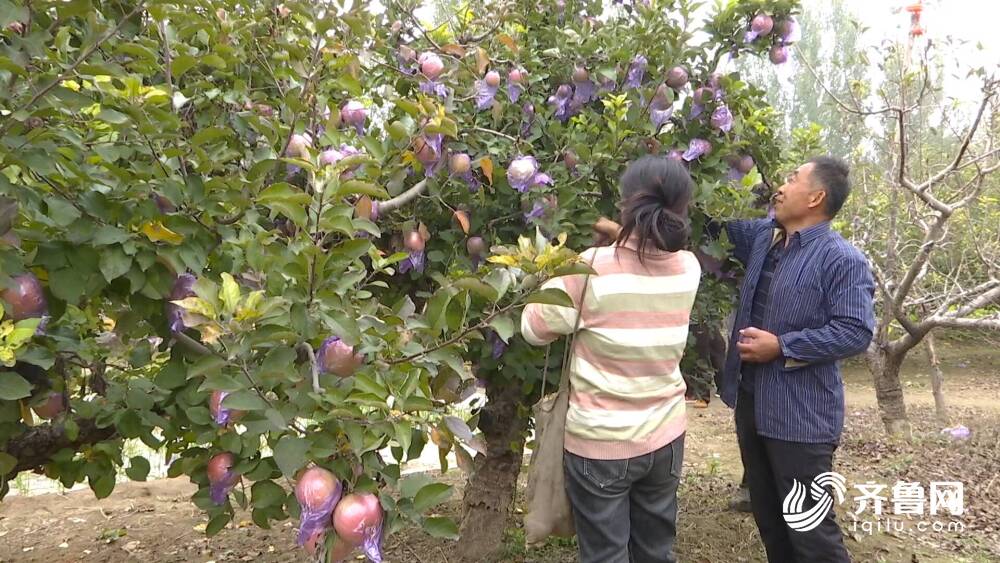 乐陵：多样化特色种植 拓宽群众致富路(图3)