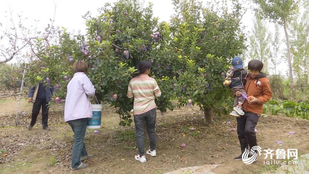 乐陵：多样化特色种植 拓宽群众致富路(图4)