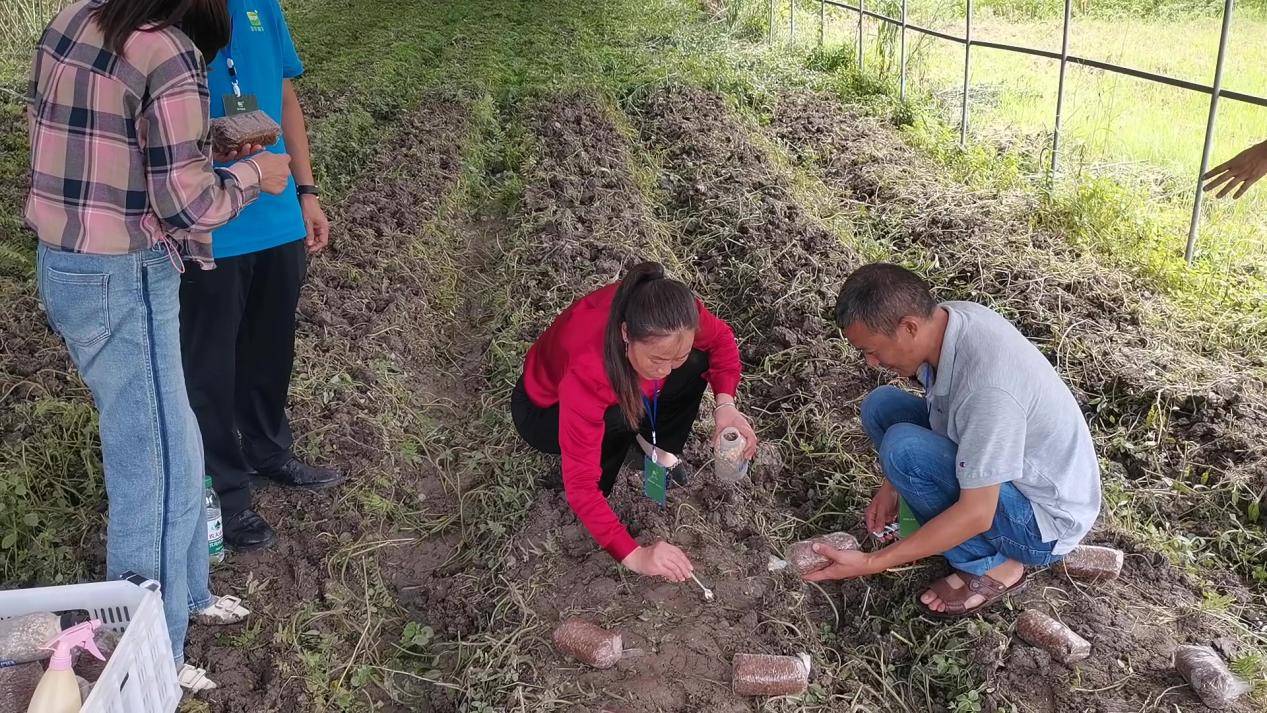 首手羊肚菌田间种植技术及制种技术培训会完美开云官网平台收官(图3)