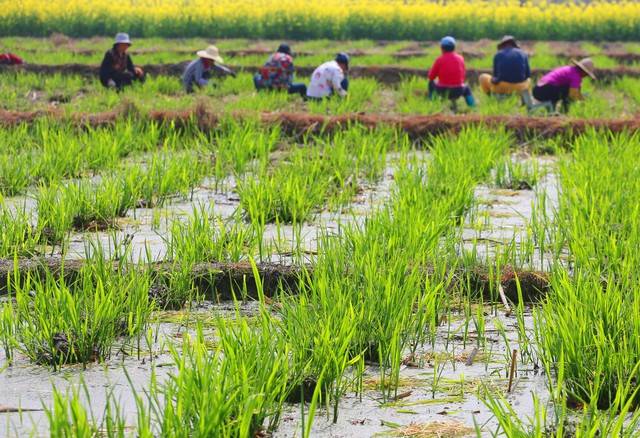 奇迹沙漠种水稻亩总产超5000公斤比两季超级稻总产还要翻倍(图2)