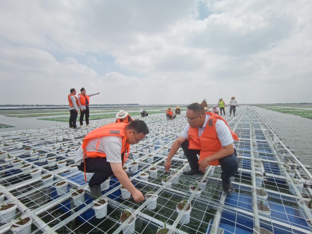 中国成功在大型煤田沉陷区上种植水稻(图1)