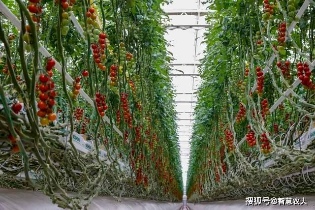 现代设施农业发力智能温室工厂化种植颠覆传统农业生产模式(图1)