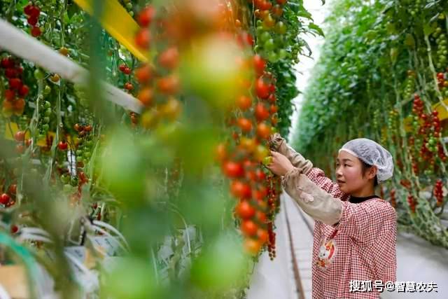 现代设施农业发力智能温室工厂化种植颠覆传统农业生产模式(图2)