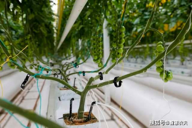 现代设施农业发力智能温室工厂化种植颠覆传统农业生产模式(图5)