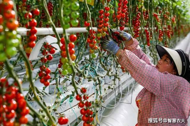 现代设施农业发力智能温室工厂化种植颠覆传统农业生产模式(图8)