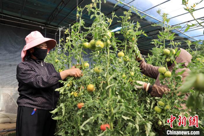 开云官网APP探访四川炉霍“高原小番茄” 种植基地(图1)