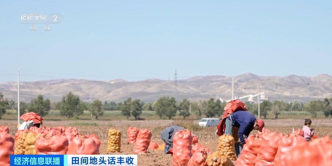 航空育种土豆即将收获 探访最新生长情况→(图6)