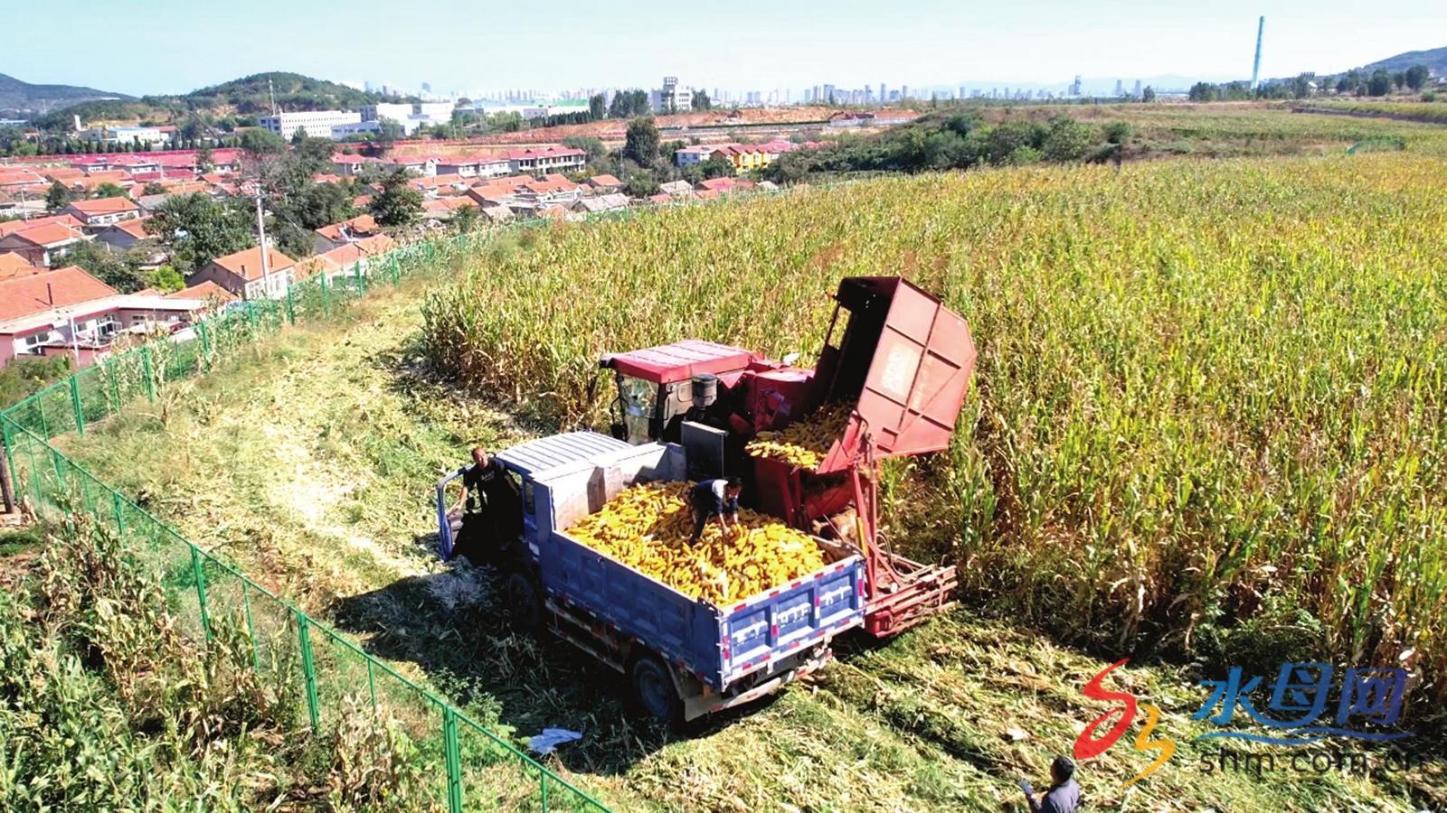 烟台福山优化农业种植结构 粮食生产稳健发开云官网网址展(图1)